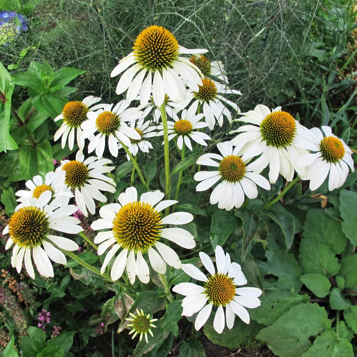 Weißer Sonnenhut 'White Swan' (Echinacea purpurea) Bio Saatgut