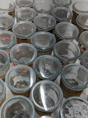 Keimtest bei Magic Garden Seeds: Saatgutproben in verschlossenen Gläschen