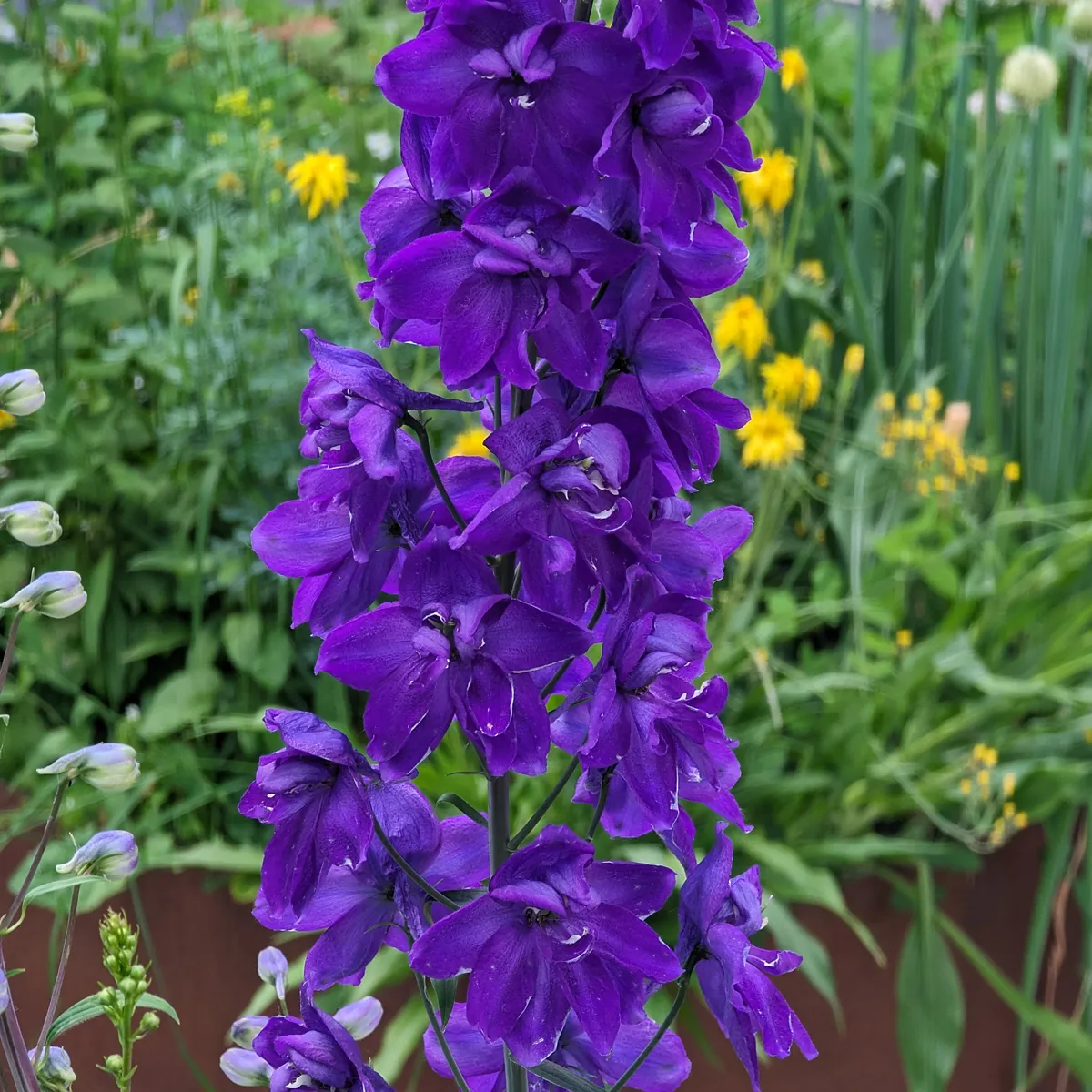 Pazifischer Hoher Rittersporn 'Magic Fountains-Dark Blue' (Delphinium cultorum) Samen