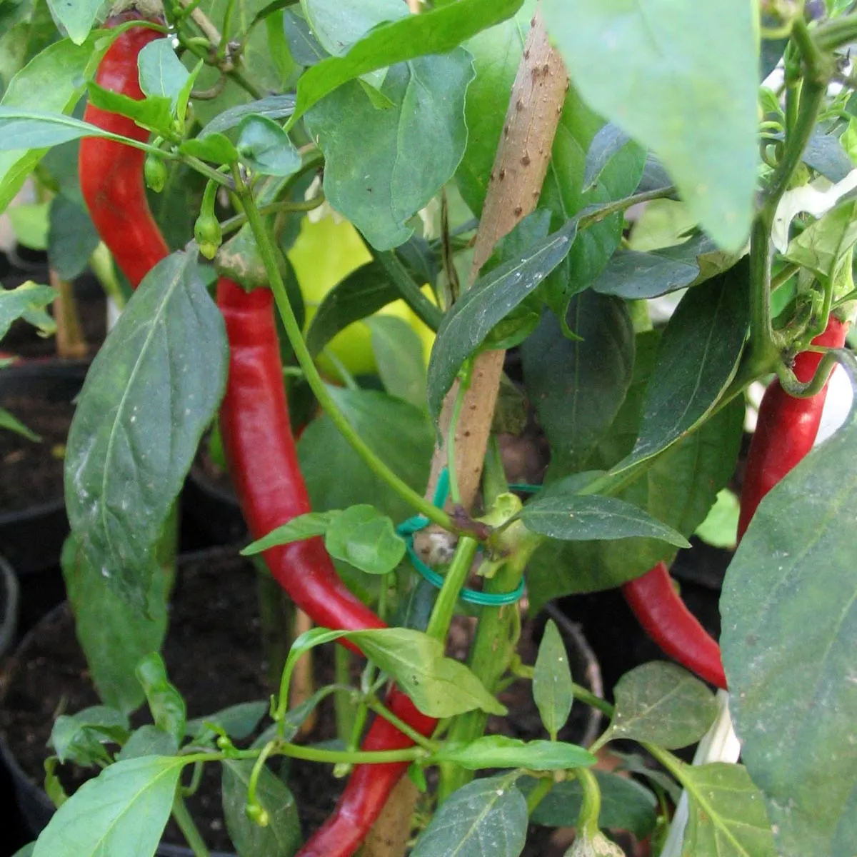Chili 'Roter Langer Westländer' (Capsicum annuum) Bio Saatgut