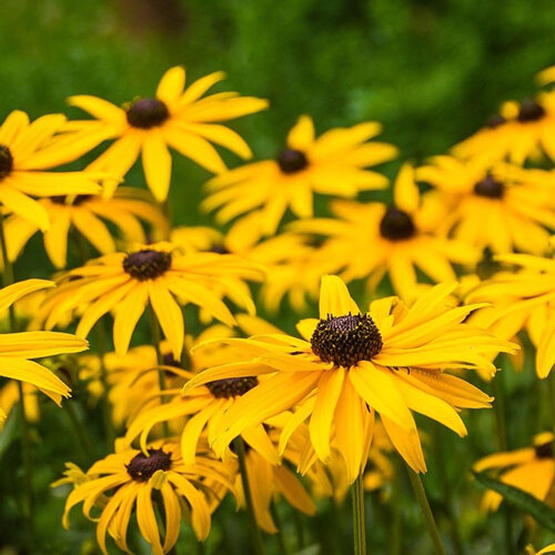 Sonnenhut (Rudbeckia) mit gelben Blüten und dunkler Mitte