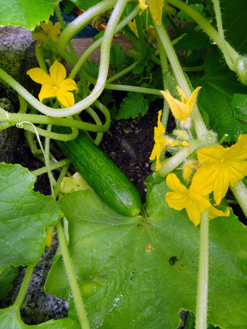 Junge Gurke an der Pflanze mit gelben Blüten und Ranken