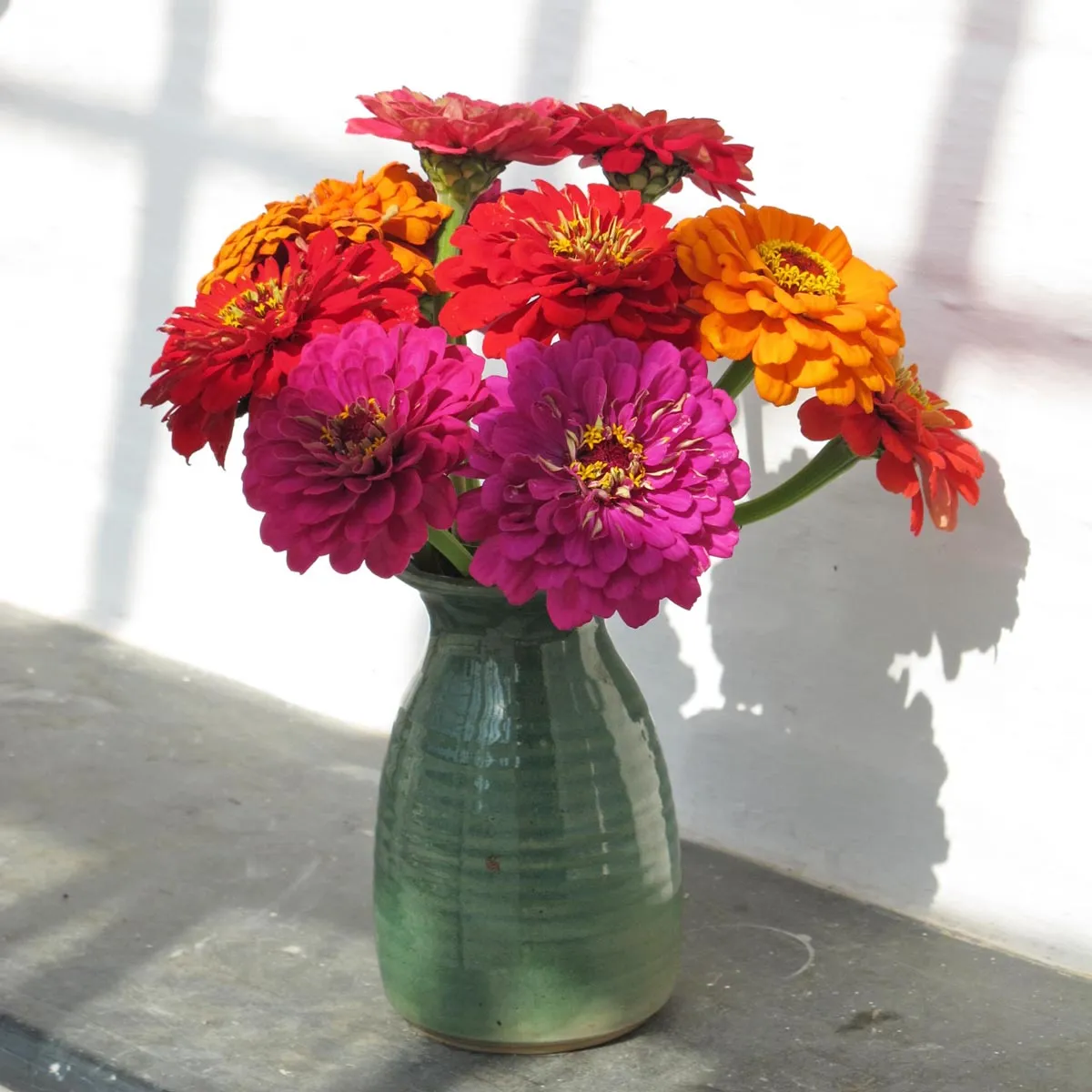Niedrige Zinnie 'Dwarf Mix' (Zinnia elegans) Bio Saatgut