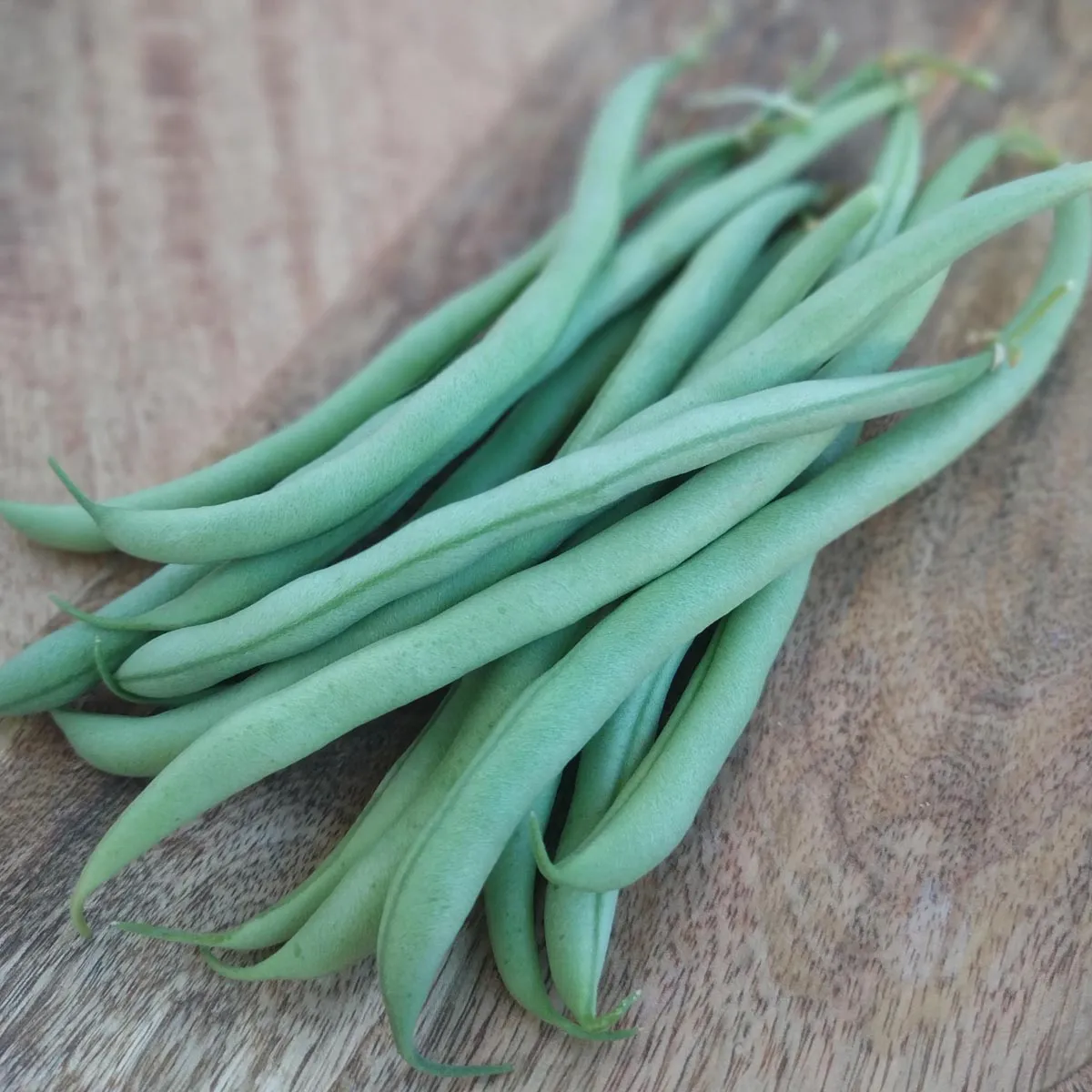 Buschbohne 'Tendergreen' (Phaseolus vulgaris) Samen
