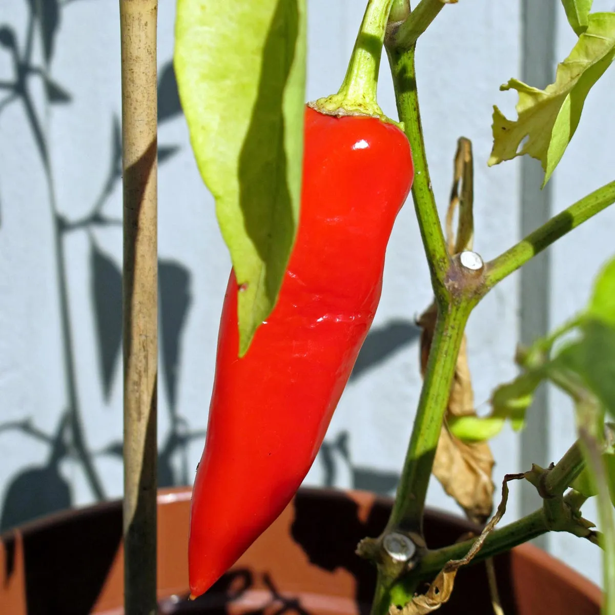 Rote Spitzpaprika 'Marconi Rosso' (Capsicum annuum) Bio Saatgut