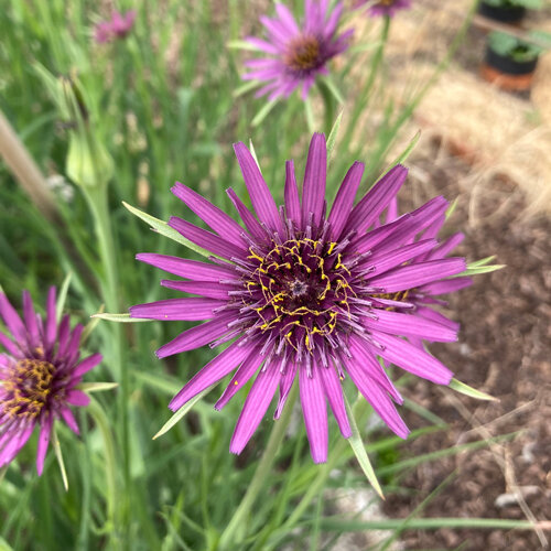 Haferwurzel mit violetten Blüten im Beet