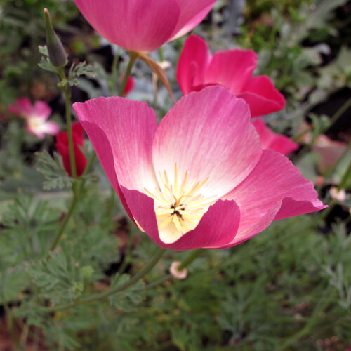 Kalifornischer Goldmohn 'Carmine King' (Eschscholzia californica) mit pinkroter Blüte und heller Mitte