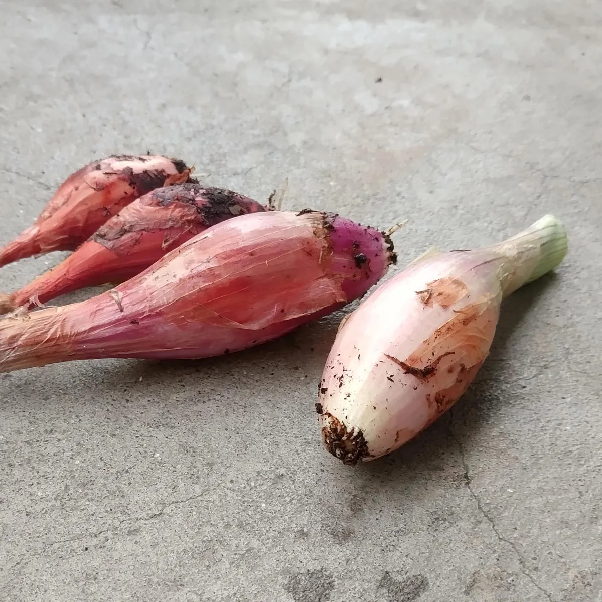 Zwiebel 'Lange Rote von Florenz' (Allium cepa) Samen