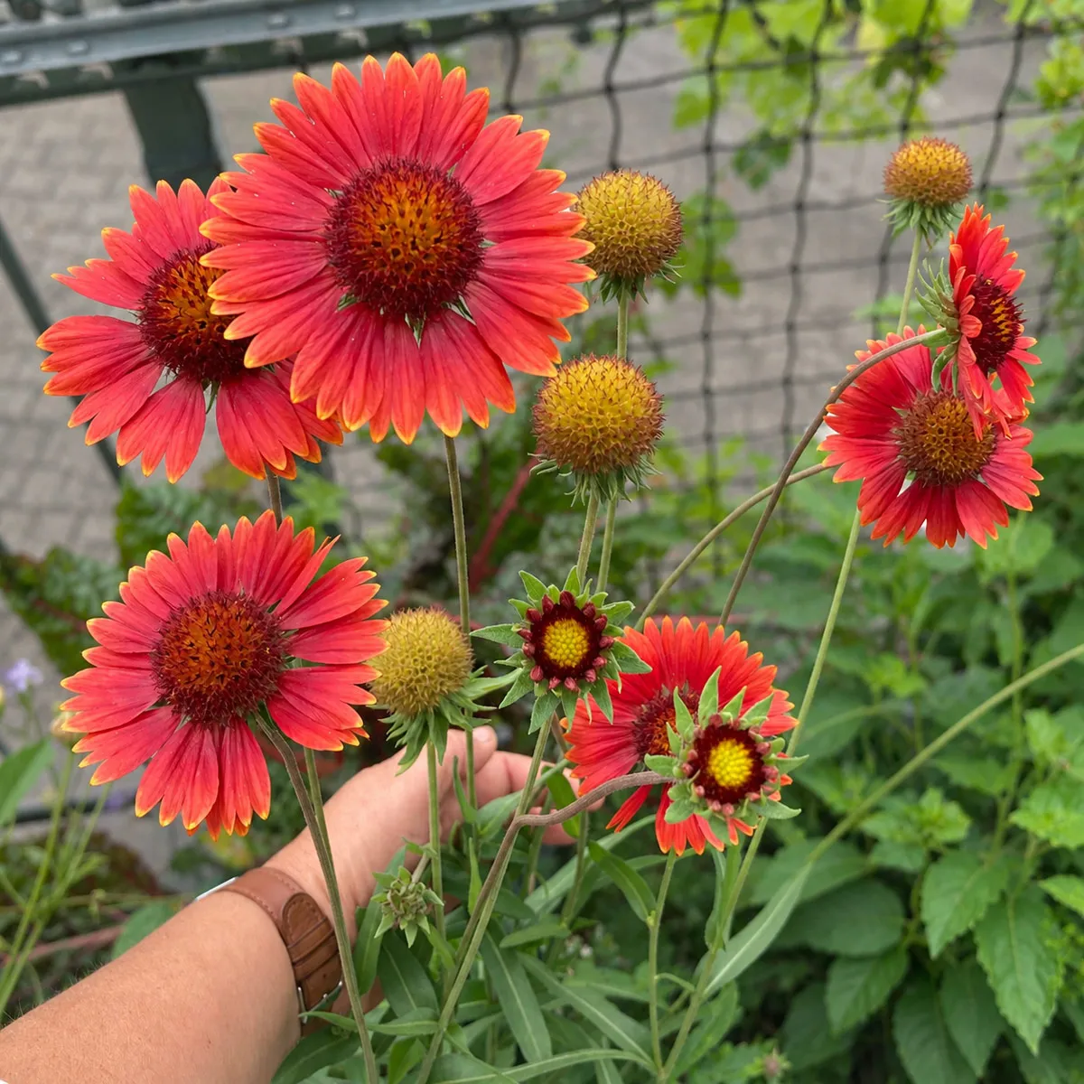 Orange Kokardenblume 'Tokajer' (Gaillardia aristata) Samen