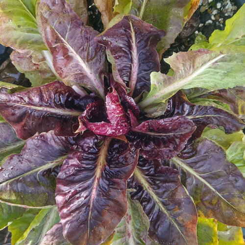 Radicchio 'Palla Rossa', junge Pflanze mit dunkelroten und grünen Blättern