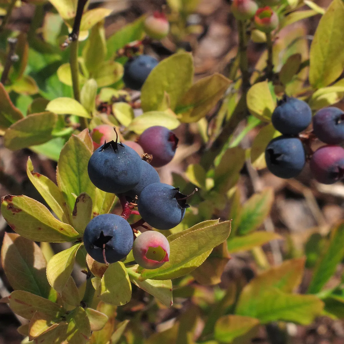 Kulturheidelbeere (Vaccinium corymbosum) Samen