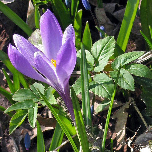 Elfenkrokus (Crocus tommasinianus) mit violetter Blüte im Frühjahr