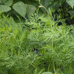 Fein gefiederter Dill im Gartenbeet