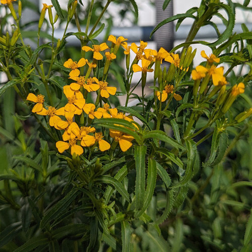 Yauhtli (Tagetes lucida) mit kleinen gelben Blüten und schmalen Blättern