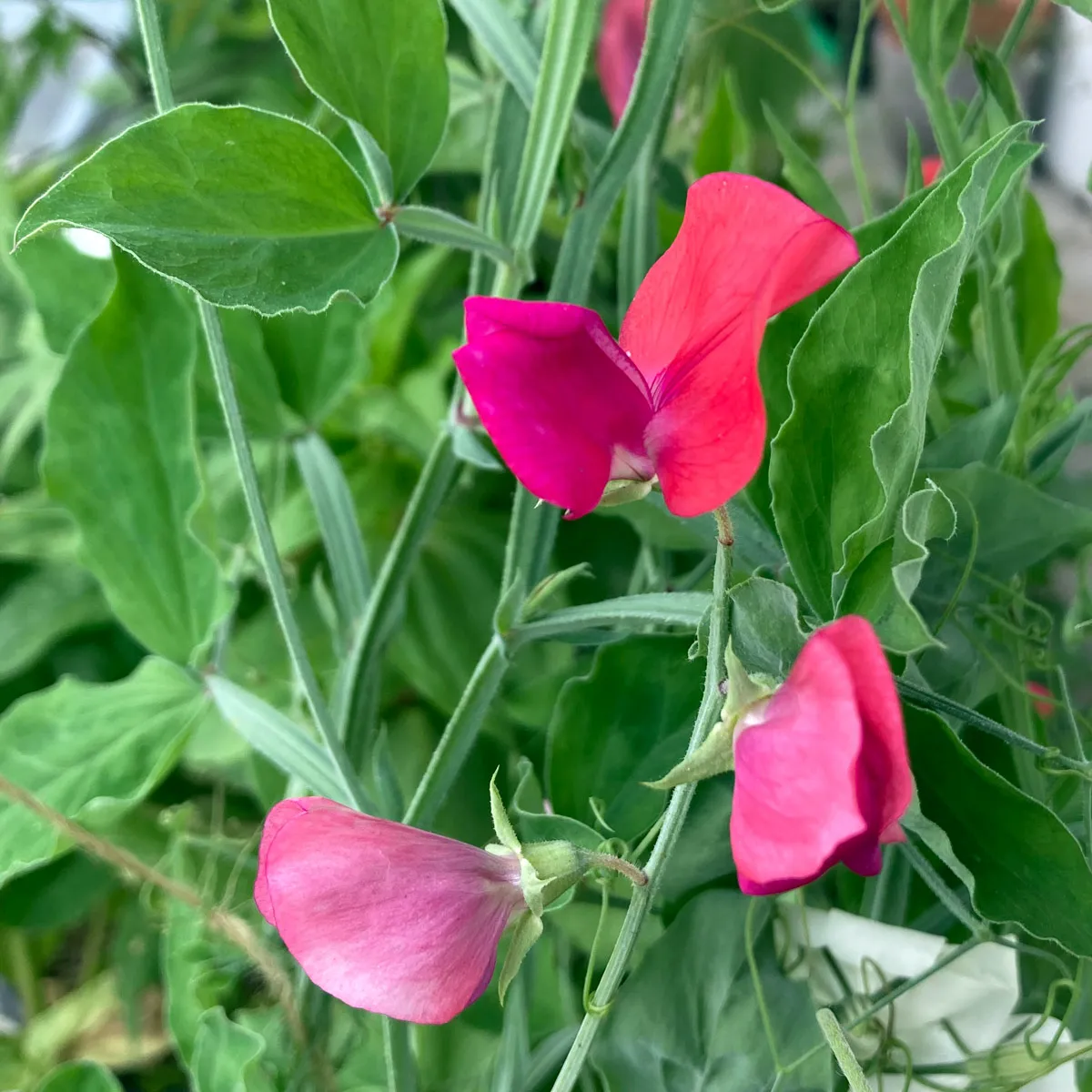 Orangerosa Duftwicke 'Miss Willmott' (Lathyrus odoratus) Samen