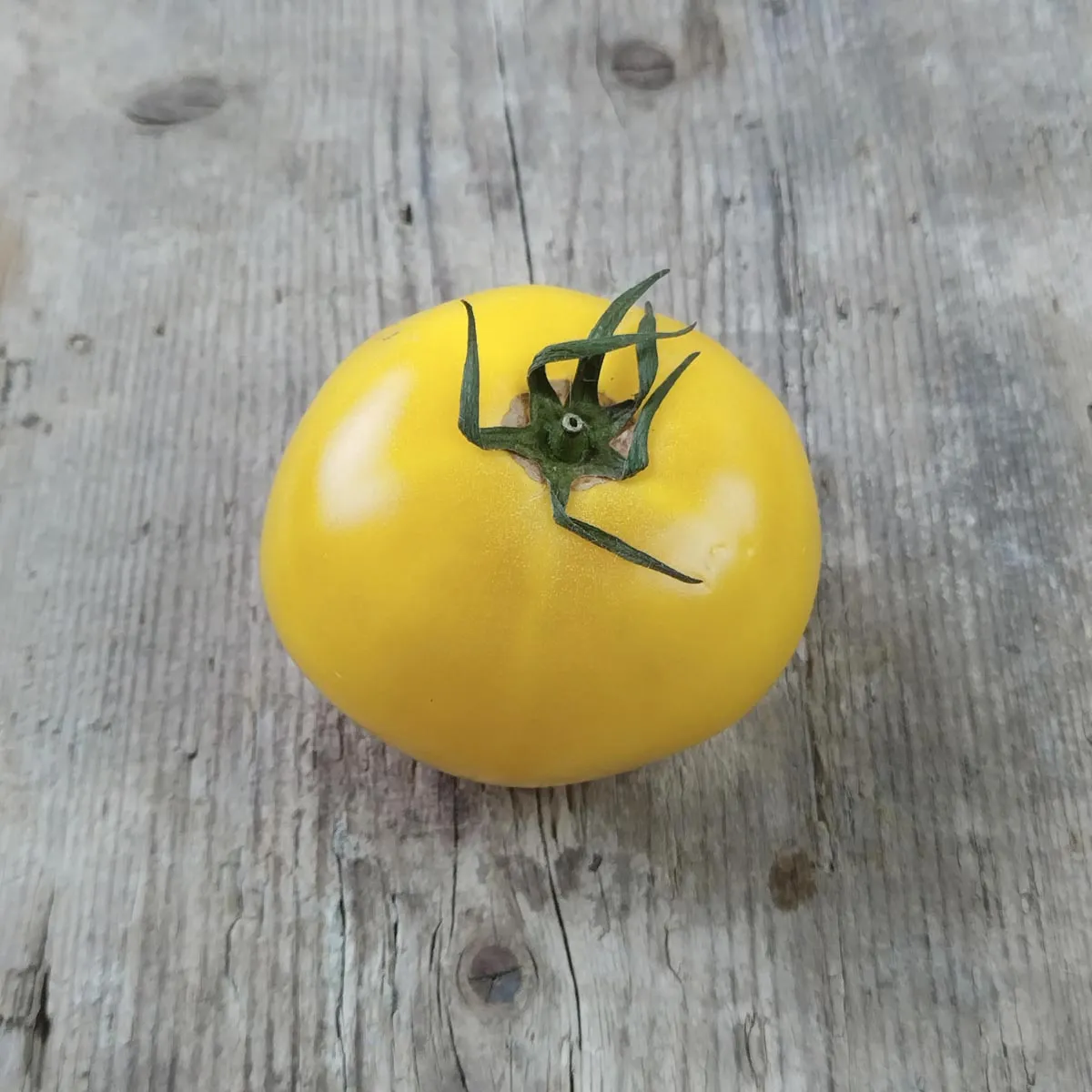 Tomate 'Sorbet De Citron' (Solanum lycopersicum) Samen
