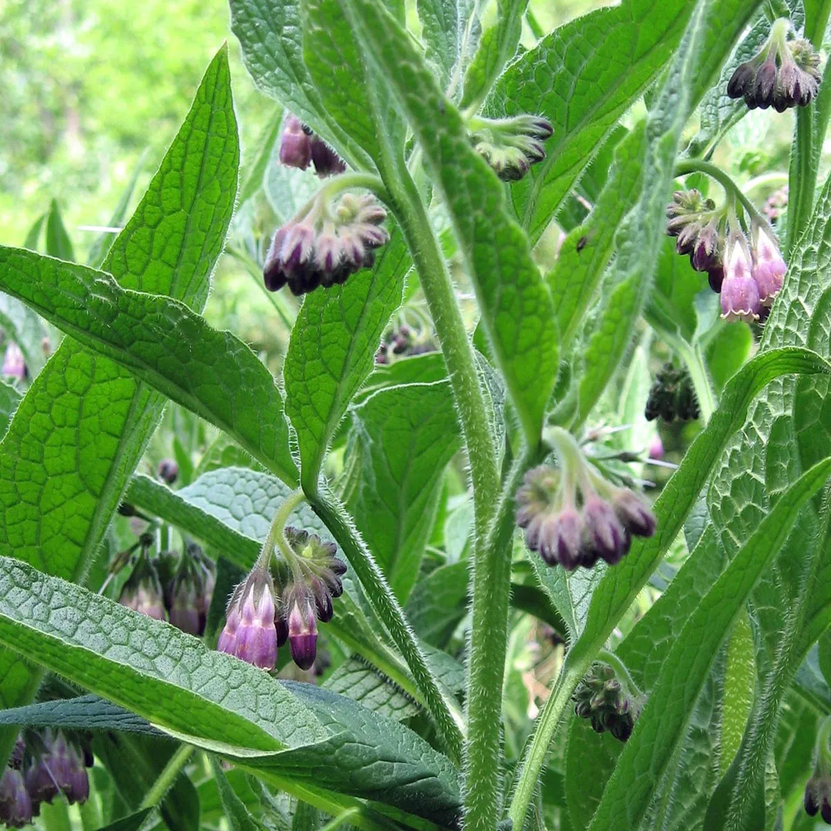 Beinwell (Symphytum officinale) Samen