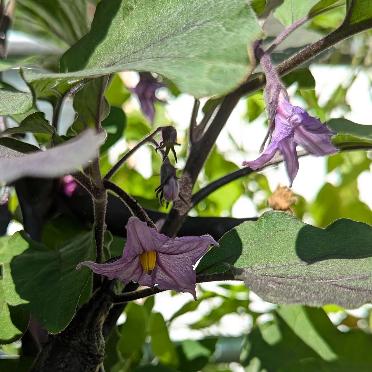 Aubergine 'Tarim' (Solanum melongena) Bio-Saatgut