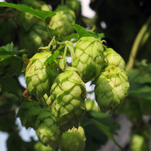 Grüne Dolden am Hopfen (Humulus lupulus)