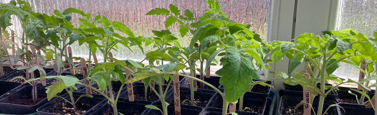 Tomatenjungpflanzen in Töpfen mit Stecketiketten auf der Fensterbank
