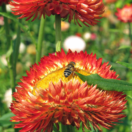 Garten-Strohblume mit rotorangen Blüten, auf einer Blüte sitzt ein Insekt