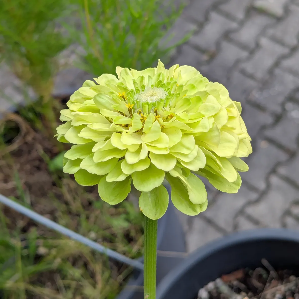 Grünblühende Zinnie 'Envy' (Zinnia elegans) Samen