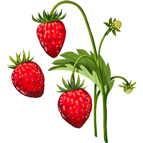 Erdbeeren Samen - rote, weiße und wilde Erdbeersorten selbst ziehen