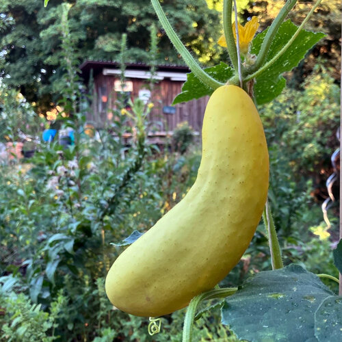 Gelbe Gurke (Cucumis sativus) an der Pflanze im Garten