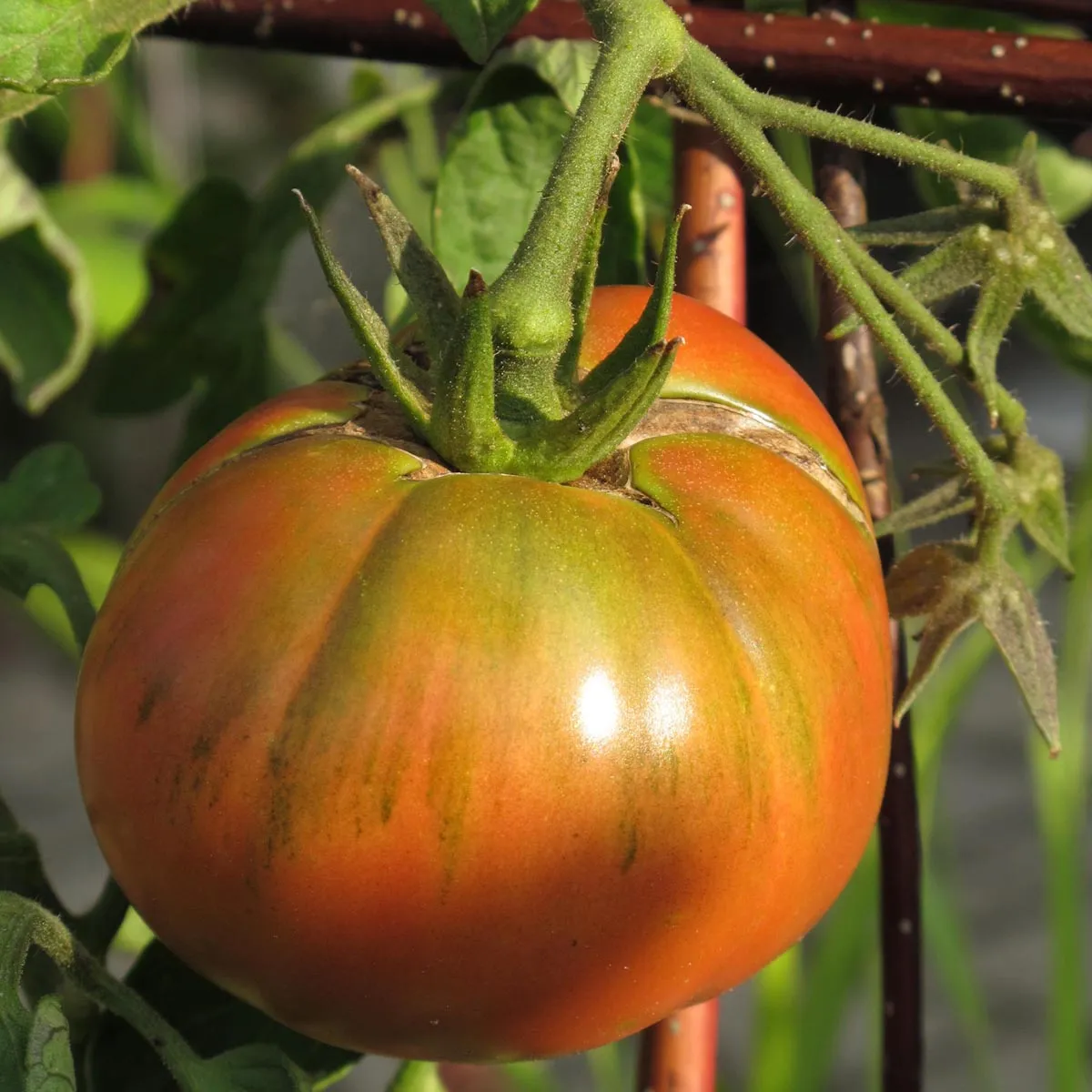Tomate 'Schwarze Krim' (Solanum lycopersicum) Bio Saatgut