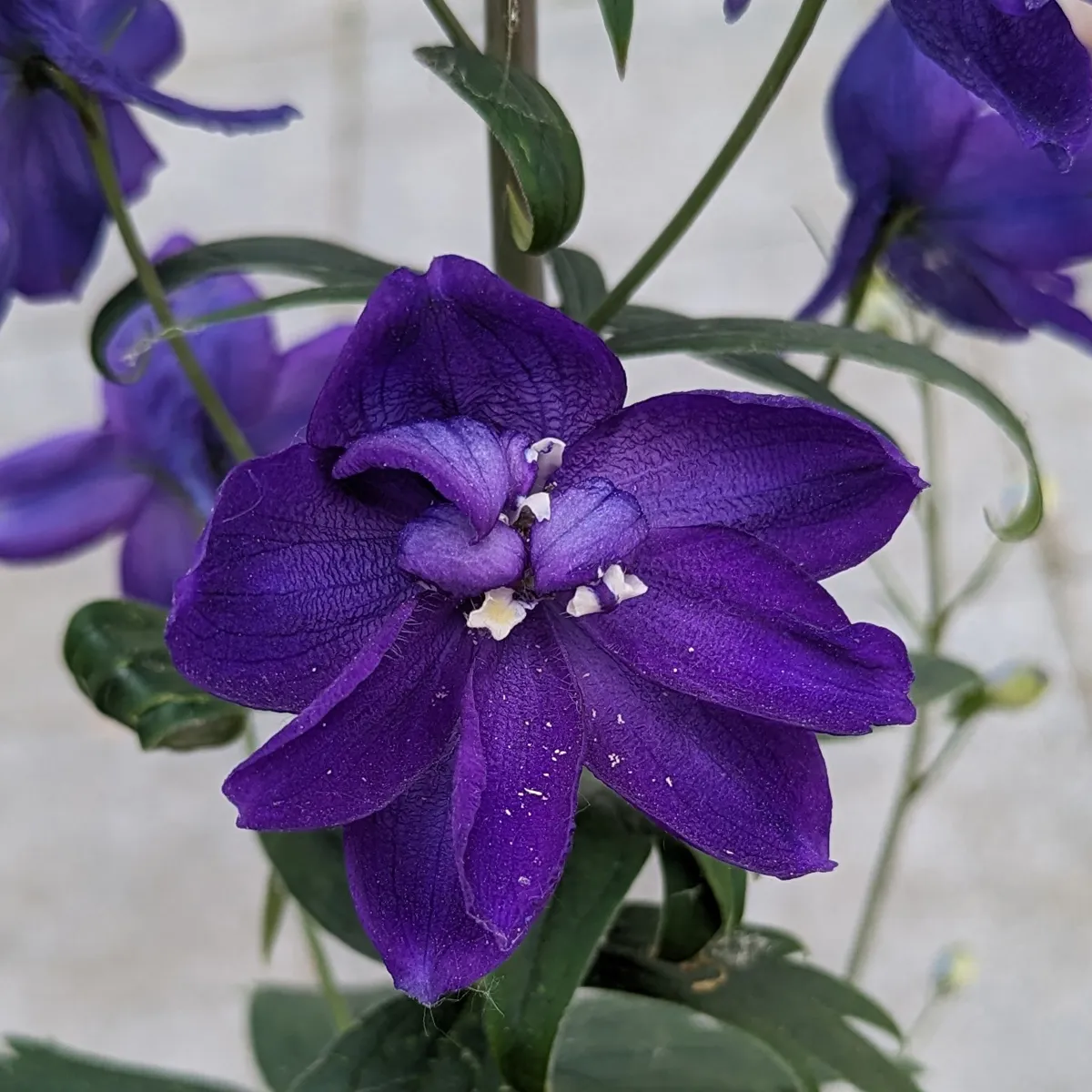 Pazifischer Hoher Rittersporn 'Magic Fountains-Dark Blue' (Delphinium cultorum) Samen