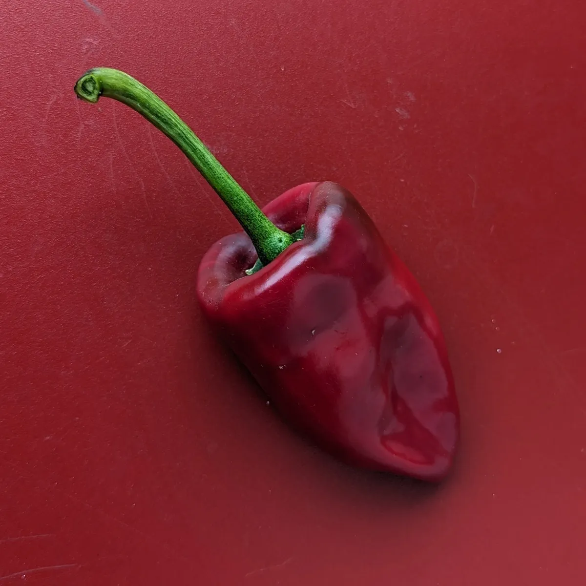 Poblano Chili 'Ancho San Luis' (Capsicum annuum) Samen