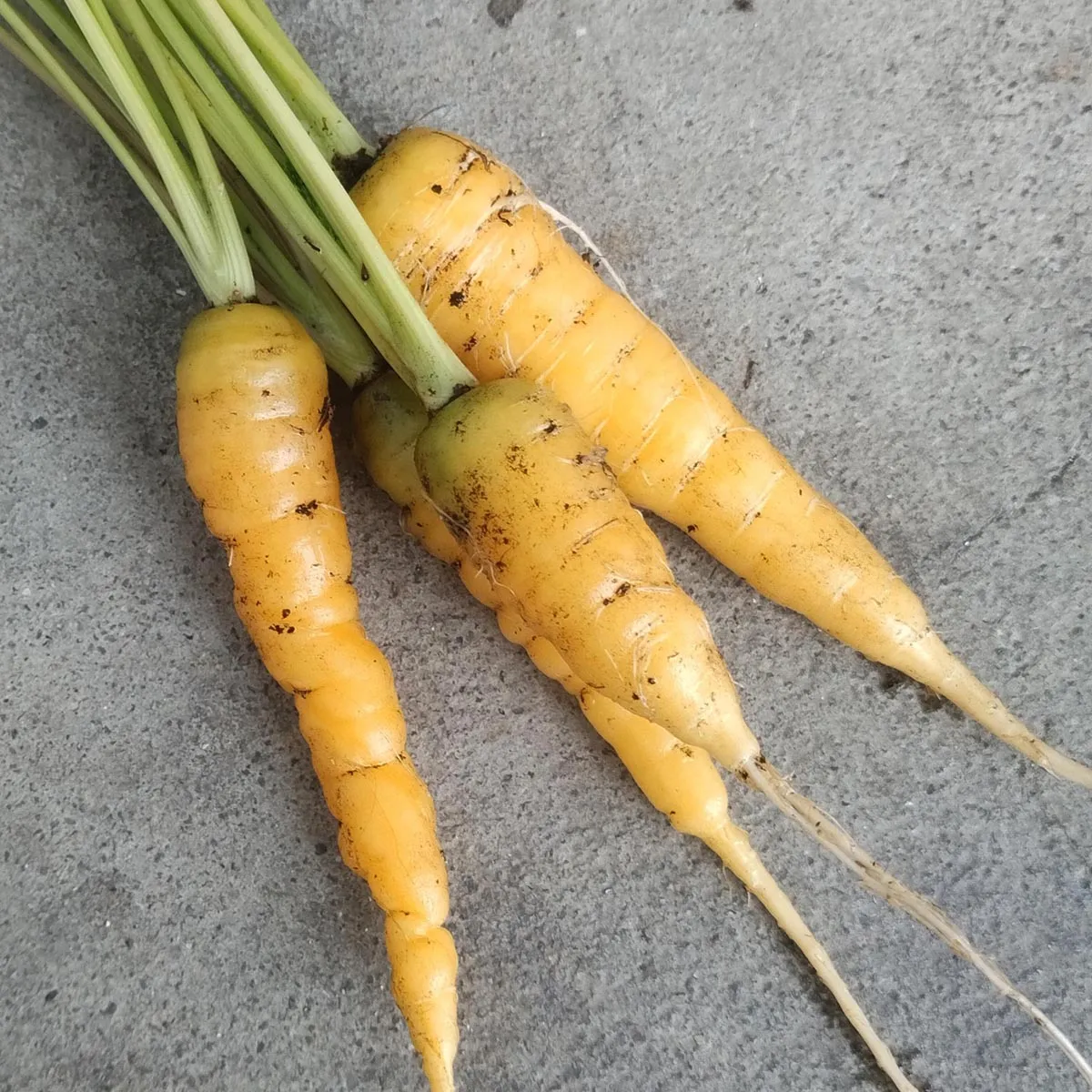 Gelbe Möhre 'Jaune Du Doubs' (Daucus carota) Bio Saatgut