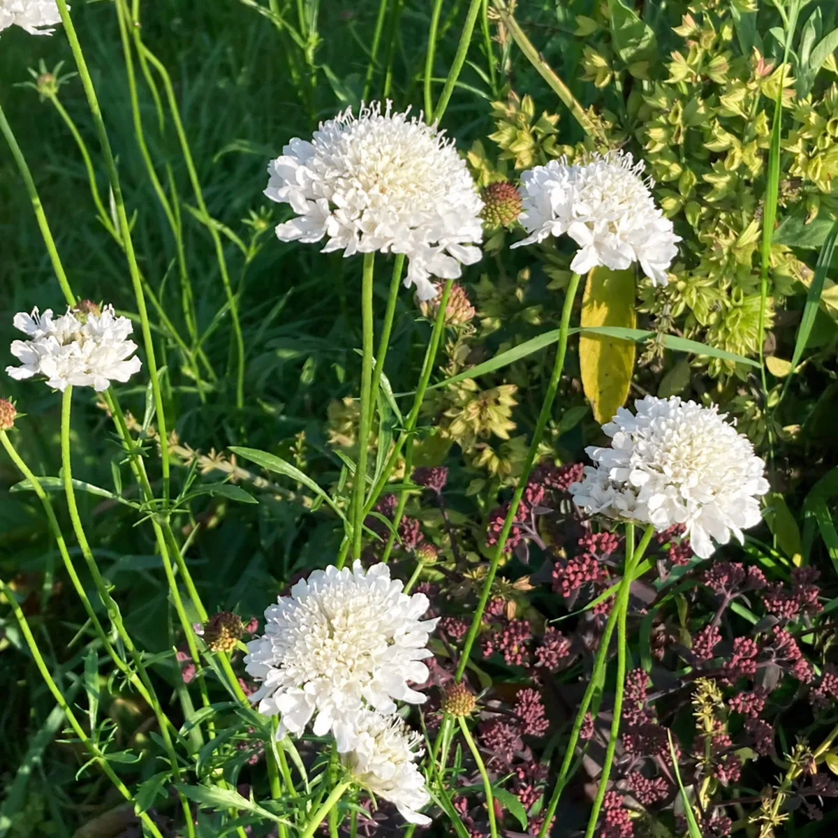 Weiße Samt-Skabiose 'Double White' (Scabiosa atropurpurea) Samen