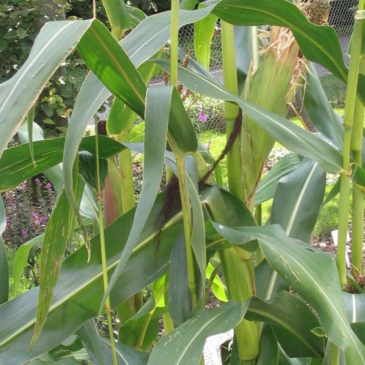 Schwarzer Mais 'Black Aztec' (Zea mays) Samen