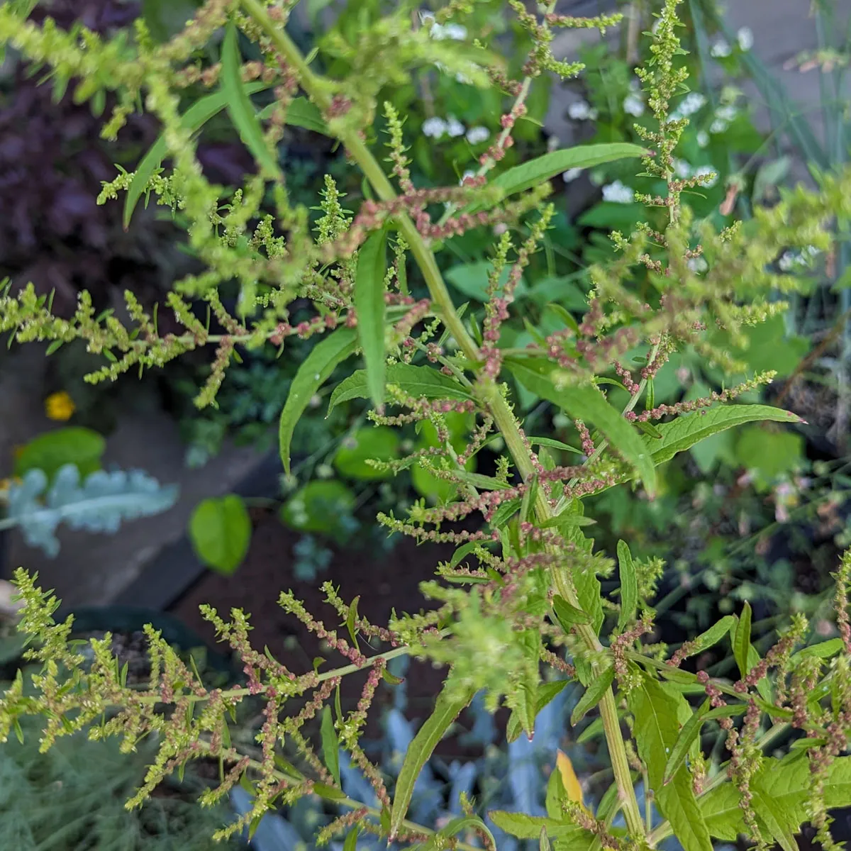 Epazote (Chenopodium ambrosioides) Samen
