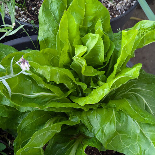 Junger Zuckerhut (Cichorium intybus) mit hellgrünen, aufrechten Blättern