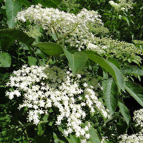 Blühender Holunder mit großen weißen Blütendolden im Frühsommer