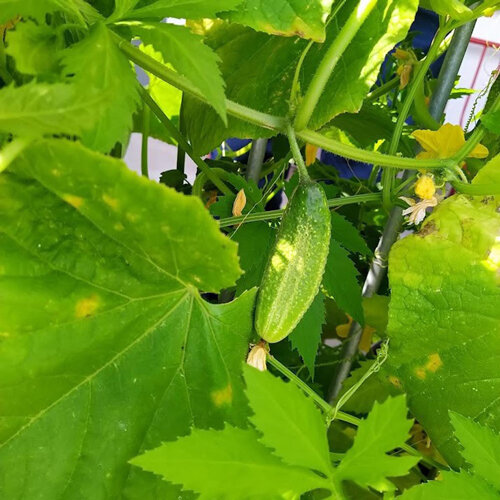 Einlege-Gurke 'Vorgebirgstrauben' (Cucumis sativus), junge Frucht an der Pflanze