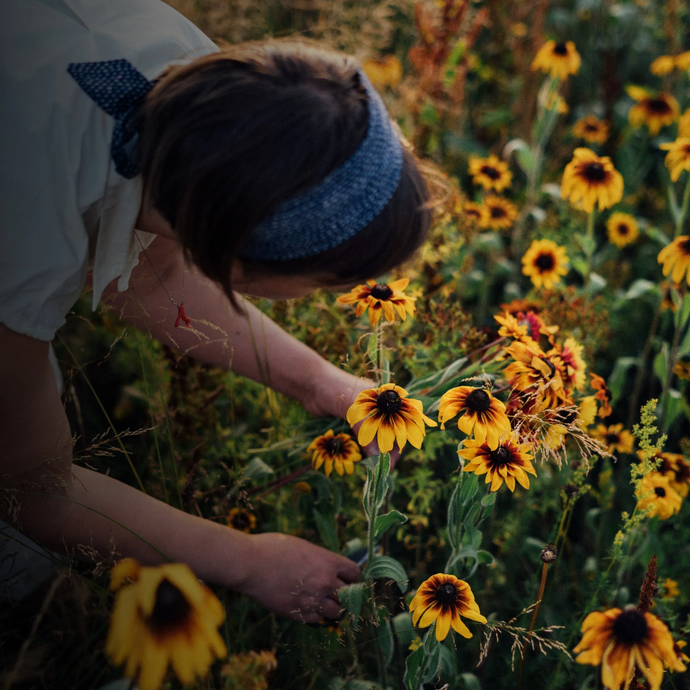 Gärtnerin beugt sich über blühende Rudbeckien