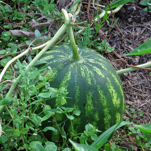 Gestreifte Wassermelone reift am Boden zwischen Ranken