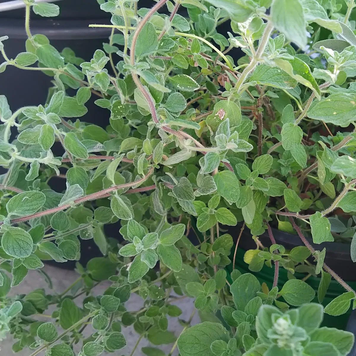 Syrischer Oregano 'Zatar' (Origanum syriacum) Bio Saatgut