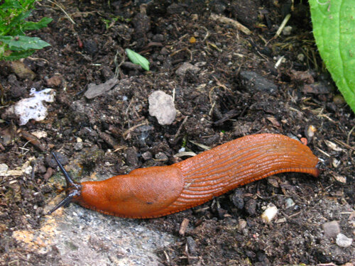 Orangebraune Nacktschnecke kriecht über Gartenerde