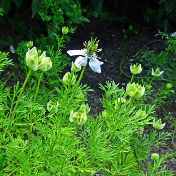 Schwarzkümmel (Nigella sativa) mit weißer Blüte, Knospen und fein gefiederten Blättern