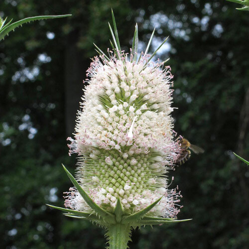 Wilde Karde (Dipsacus fullonum) Bio Saatgut