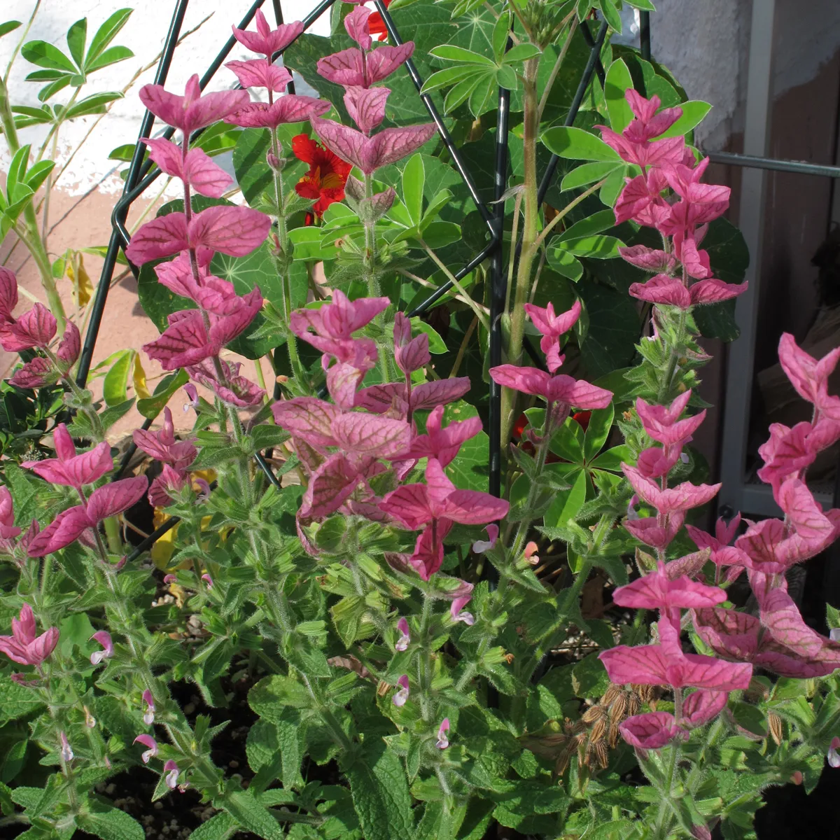 Schopfsalbei / Buntschopfsalbei (Salvia viridis) Samen