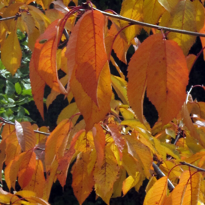 Orange und gelb gefärbtes Kirschlaub im Herbst