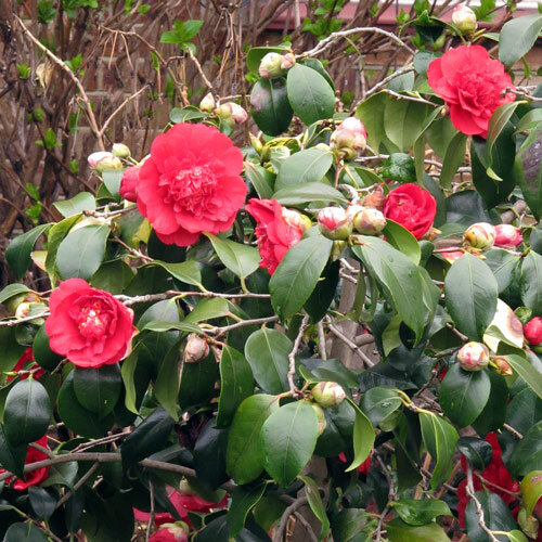 Kamelie (Camellia japonica) mit gefüllten roten Blüten und Knospen