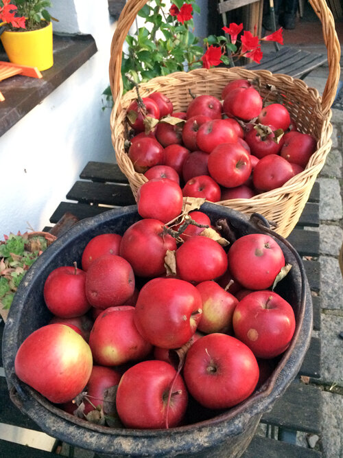 Frisch geerntete rote Äpfel in einem Weidenkorb und einem Eimer