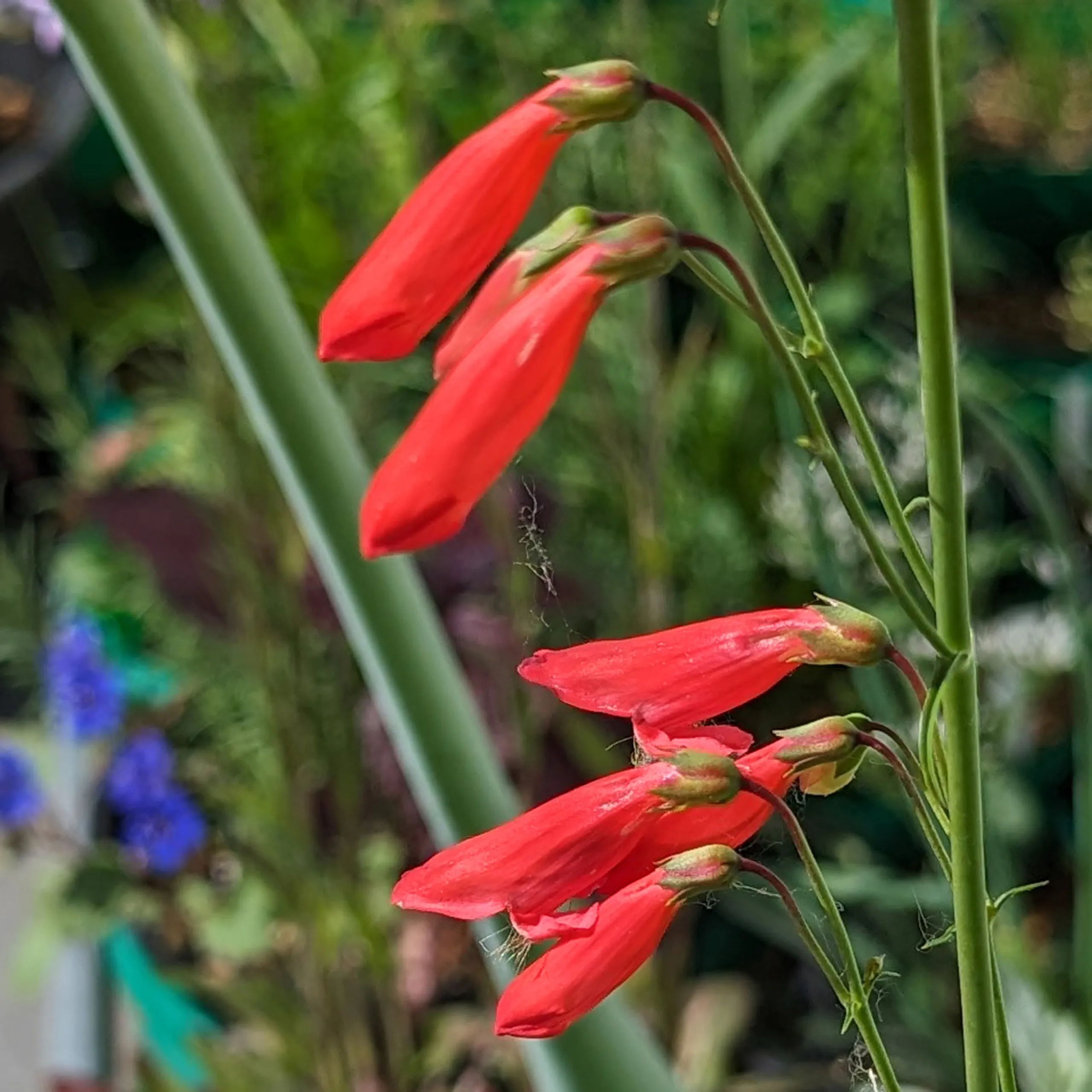 Bartfaden 'Coccineus' (Penstemon barbatus) Samen