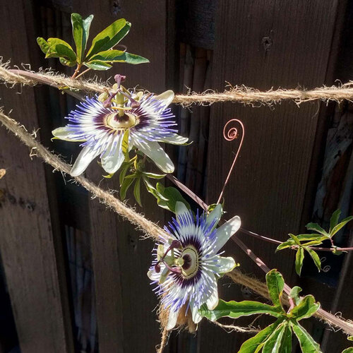 Passionsblume (Passiflora) mit zwei Blüten an einer Rankhilfe aus Schnur
